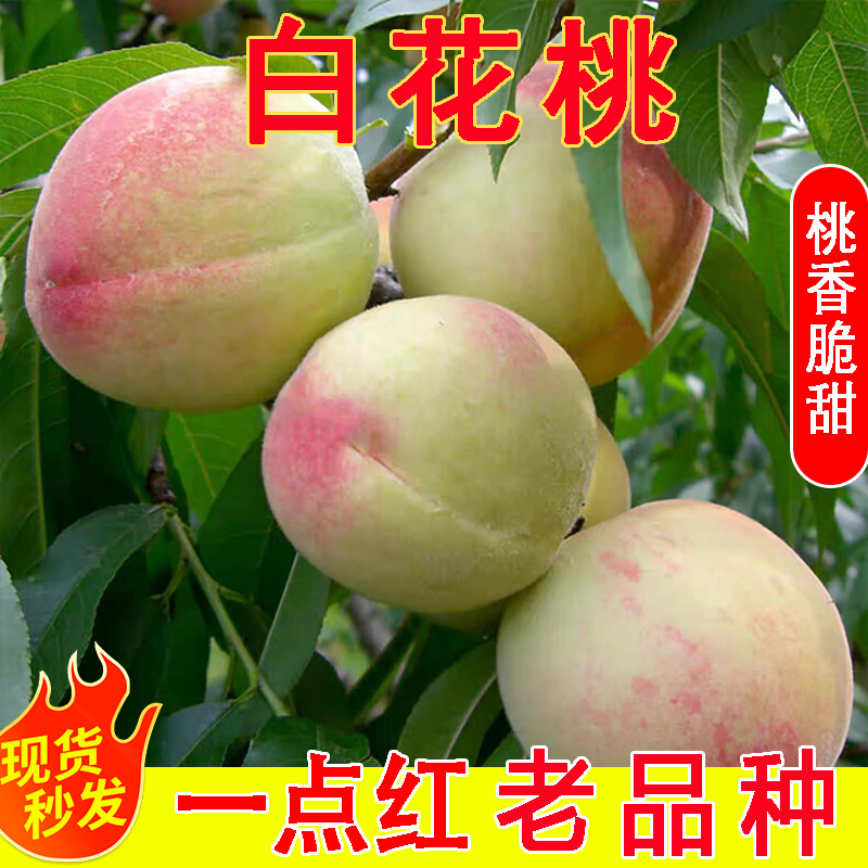 白花桃青红脆甜桃鹰嘴蜜桃胡桃伏桃产自重庆合川现摘现发新鲜水果