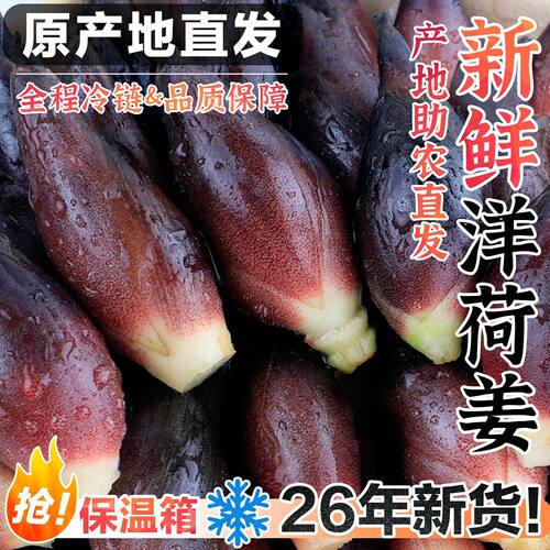现摘洋荷新鲜姜荷洋河姜洋藿洋何洋禾阳和洋火洋霍包邮蔬菜