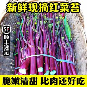 湖北新鲜红菜苔紫菜苔农家露天自种现摘现发抢鲜时令蔬菜顺丰包邮