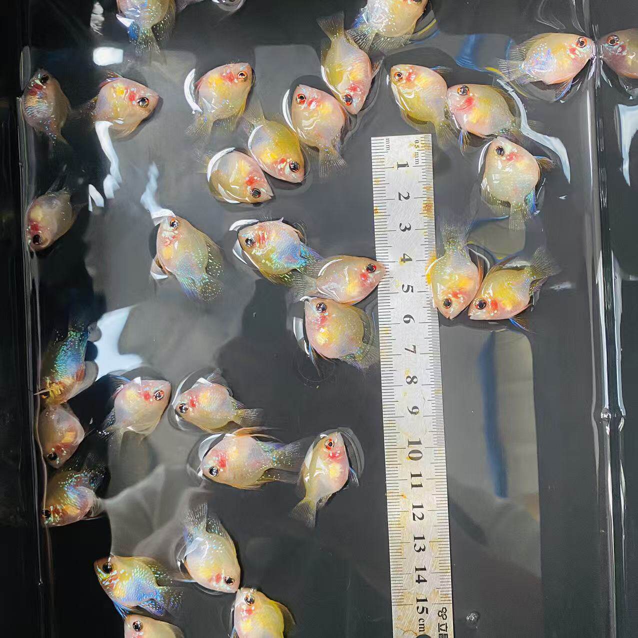 金波子短鲷皮卡丘活体观赏鱼淡水热带鱼小型草缸水族养鱼蓝波子