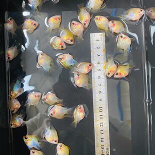 金波子短鲷皮卡丘活体观赏鱼淡水热带鱼小型草缸水族养鱼蓝波子