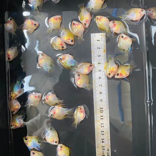 金波子小型短鲷热带鱼