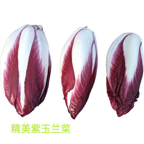 紫玉兰菜500g 新鲜蔬菜芽球菊苣chicory比利时沙拉西餐食材