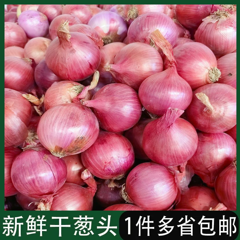 新鲜单粒毛葱头小红葱干葱头珠葱小洋葱头香葱炸葱油葱酥大量批发