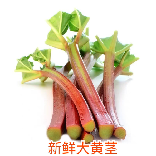 云南新鲜大黄茎Rhubarb低脂蔬菜中西餐甜点糕点沙拉酸甜果酱大黄