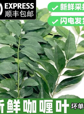 新鲜咖喱叶新鲜香料调味品餐厅泰餐原料农产品食用