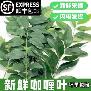 新鲜咖喱叶新鲜香料调味品餐厅泰餐原料农产品食用