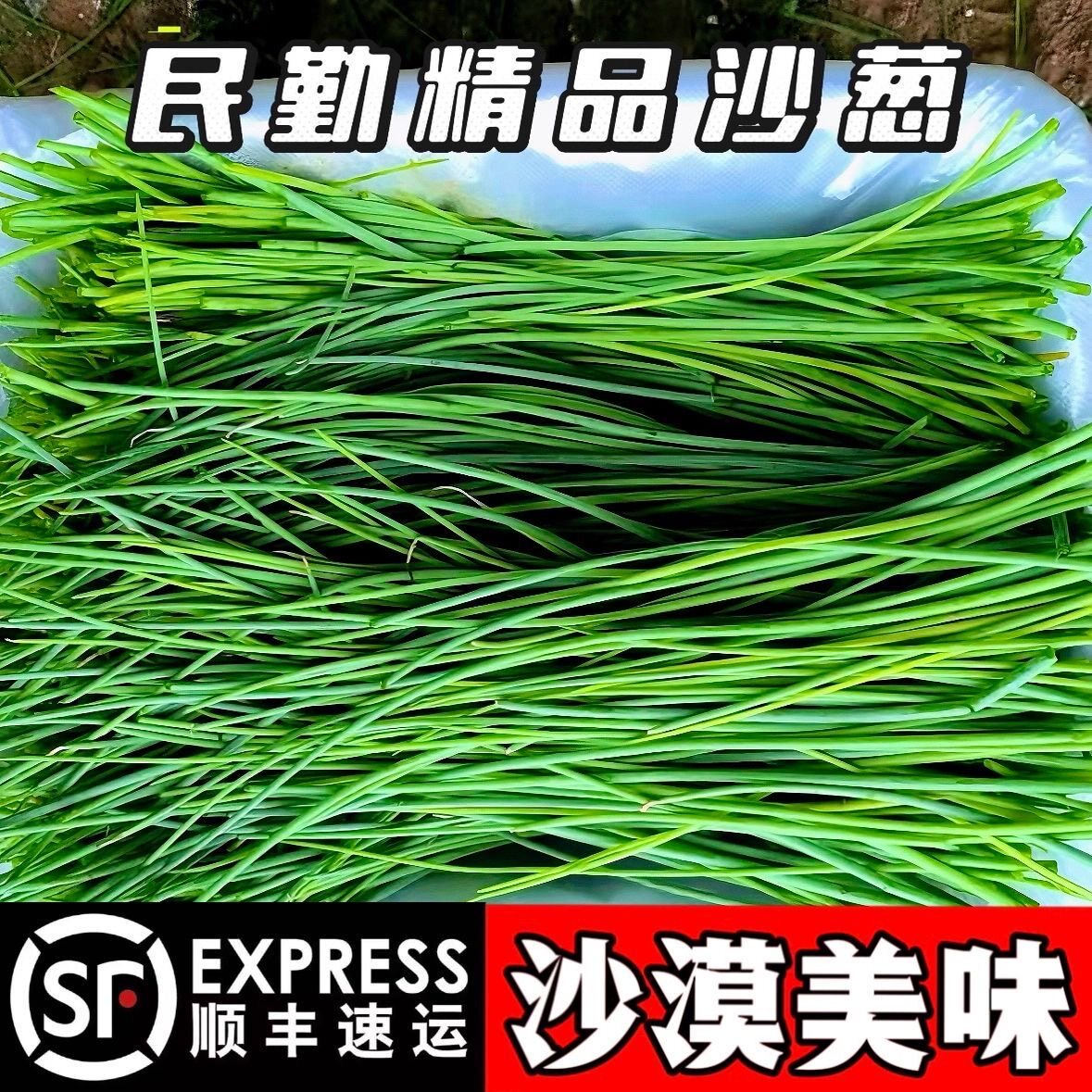 民勤沙葱新鲜沙葱小葱香葱辛香脆爽美味可口现摘现发