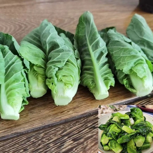 新鲜椰菜苗酒店特色蔬菜雪莲苗椰菜侧芽雪莲菜包菜芽500g