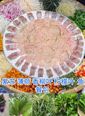新鲜鱼生香料新鲜薄荷叶柠檬叶紫苏叶香菜叶香柳叶鱼生配料食材
