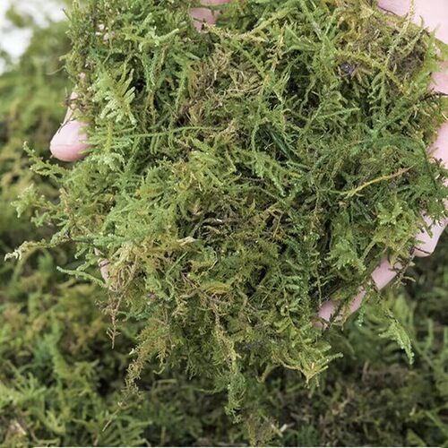 天然干苔藓青苔蝴蝶兰花石斛育苗种植营养土水苔乌龟冬眠垫材椰土