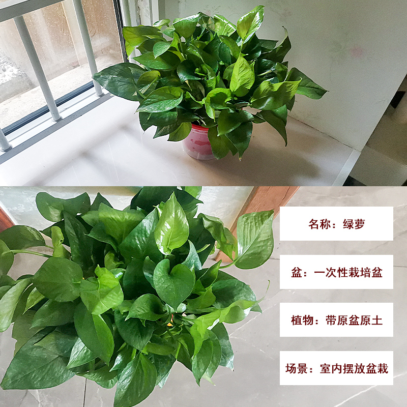绿萝盆栽室内植物花卉绿植水培长藤垂吊大叶绿箩新房家用吸除甲醛