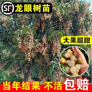 龙眼树苗石硖大乌圆储良四季龙眼苗全国四季可种植营养杯带叶