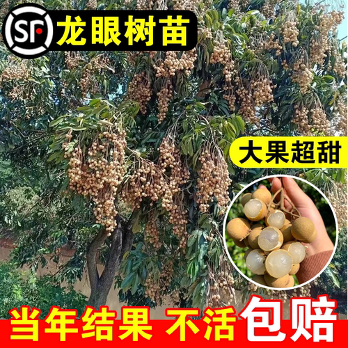 龙眼树苗石硖大乌圆储良四季龙眼苗全国四季可种植营养杯带叶
