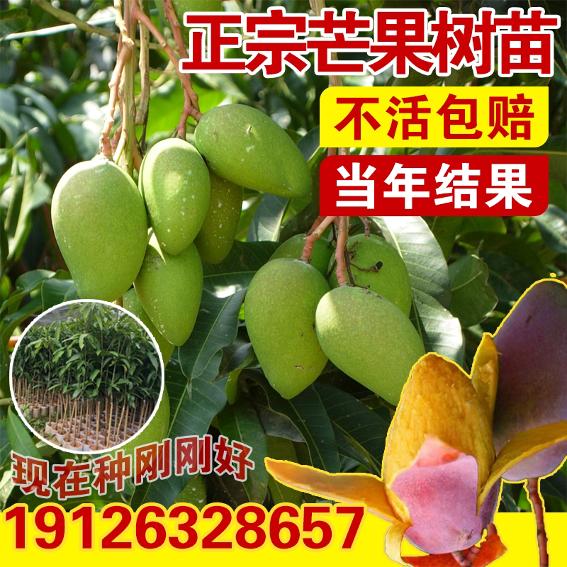 芒果树苗嫁接金煌芒红贵妃桂七四