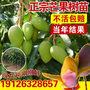 芒果树苗嫁接金煌芒红贵妃桂七四季芒地栽盆栽特大芒果苗当年结果