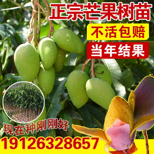 芒果树苗嫁接金煌芒红贵妃桂七四季芒地栽盆栽特大芒果苗当年结果
