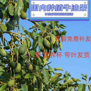牛油果树苗嫁接苗国内种植哈斯格温平克顿盆栽庭院别墅种植果苗