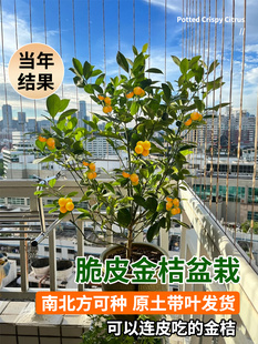 脆皮金桔树盆栽树苗大全果树果苗南北方室内种植无核砂糖橘桔子树