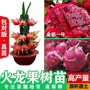 火龙果苗广西金都桂红大红龙红心火龙果苗树四季盆栽地栽当年结果