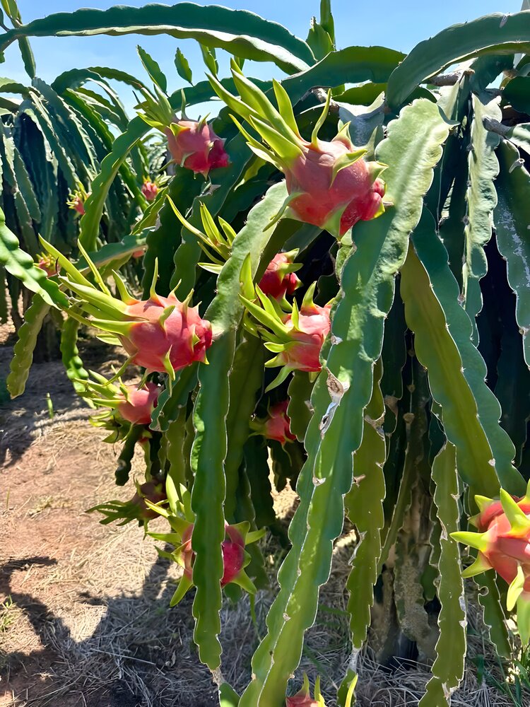 火龙果苗树苗CSHG-01四季多肉植物
