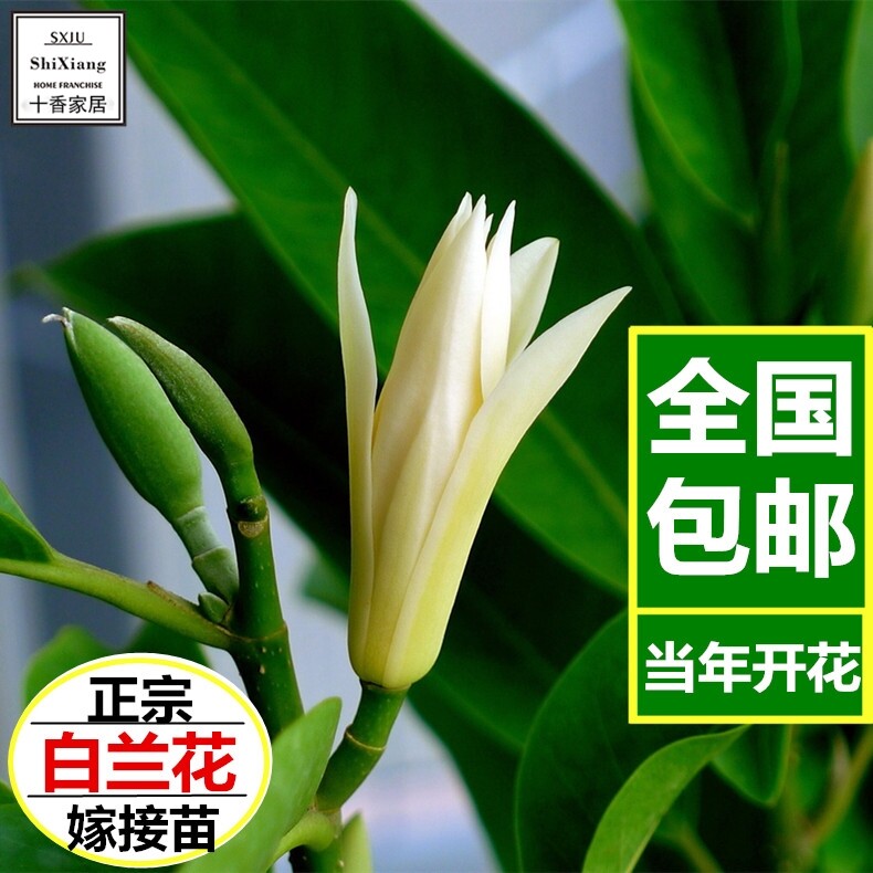 白兰花盆栽 白兰花苗 木兰花黄桷兰黄果兰白玉兰花苗 绿植花卉 - 小编推荐 - WePost 全民代运 - 马来西亚中国淘宝代运与集运专家