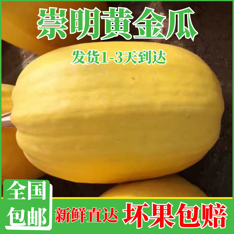 上海崇明岛新鲜金丝瓜黄金瓜绞瓜角瓜搅瓜面条瓜鱼翅瓜凉拌鲜蔬菜