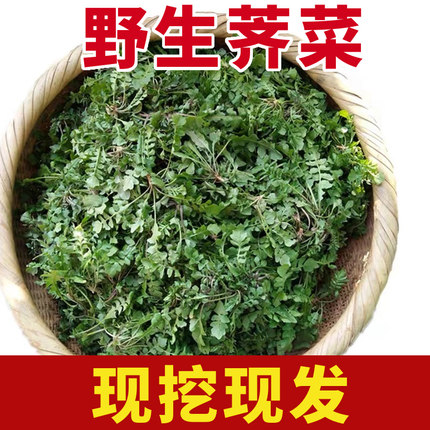 陕西秦岭野生荠菜现挖新鲜野菜包邮荠荠菜地菜地丁3斤5斤混沌饺子