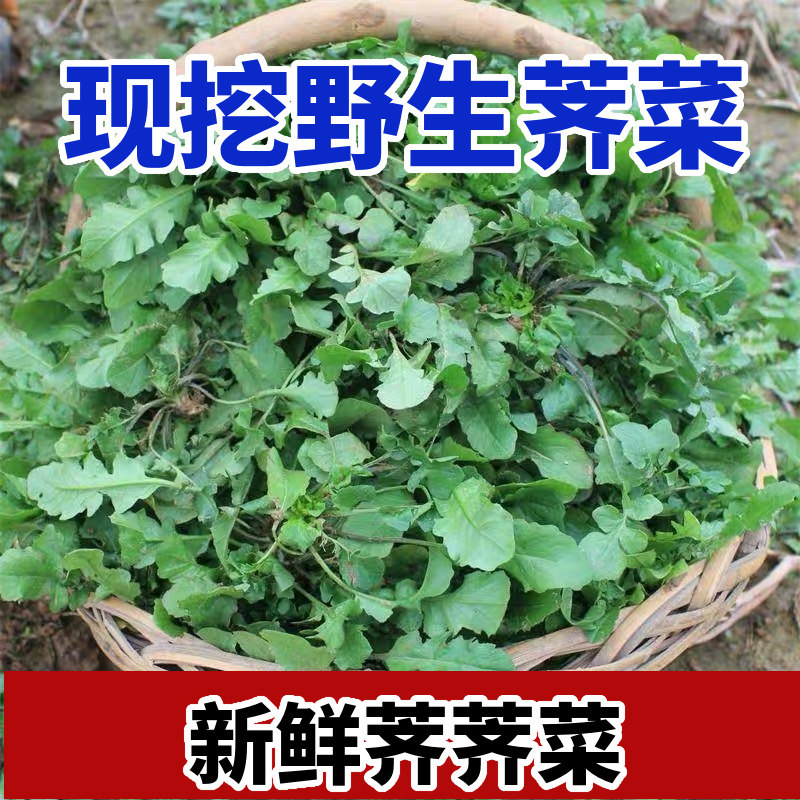 秦岭野生荠菜新鲜荠荠菜地菜野菜