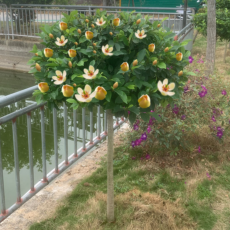 含笑花树苗含笑花盆栽庭院别墅老桩盆栽香水浓香型门前花四季常青-封面