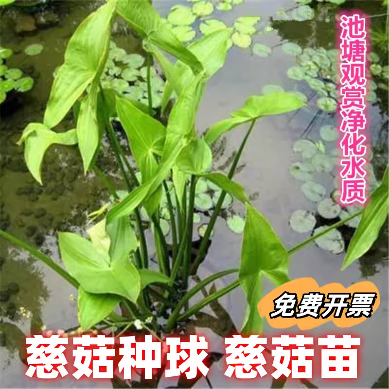 水生植物慈姑苗种苗茨菇种球 慈菇水培 茨菰水草沼泽过滤净化水质 鲜花速递/花卉仿真/绿植园艺 水生植物 原图主图