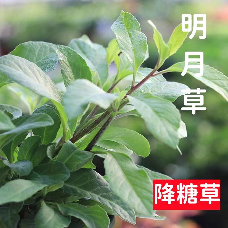 明月草白子菜苗可食用盆栽降糖草