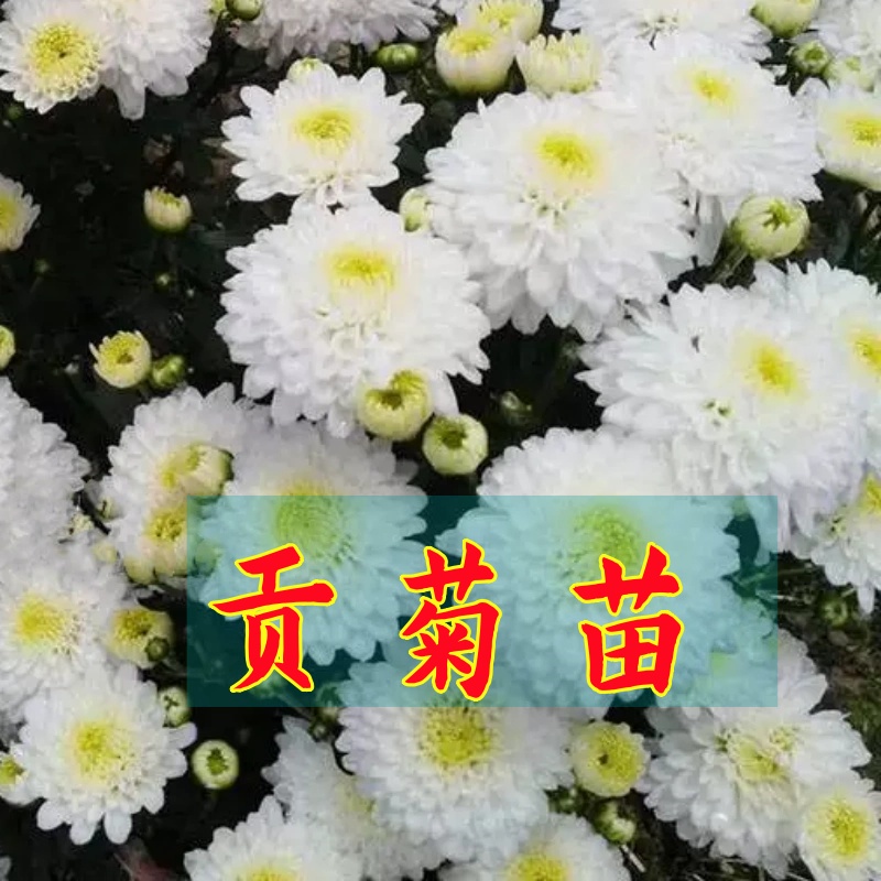 贡菊小苗阳台庭院盆栽秋季开花