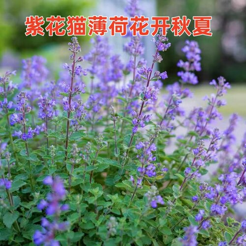 紫花猫薄荷花开经夏耐寒好养