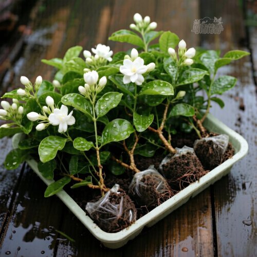 茉莉花苗一年多次开花新手好养