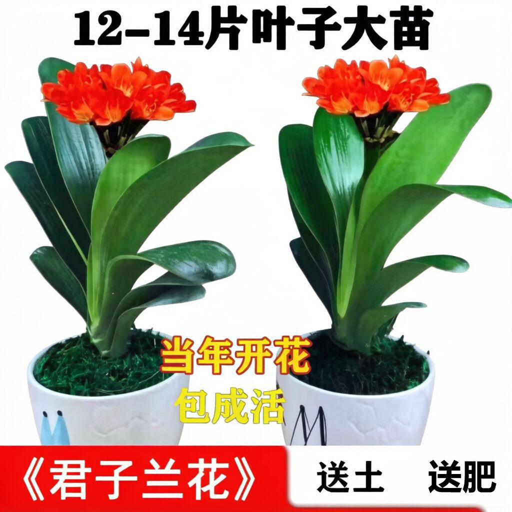 君子兰盆栽老苗精品室内阳台观赏四季好养花卉绿植圆头和尚大小苗