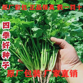 四季 小香菜种子阳台室内花卉盆栽小香菜蔬菜种子四季 可播种种籽