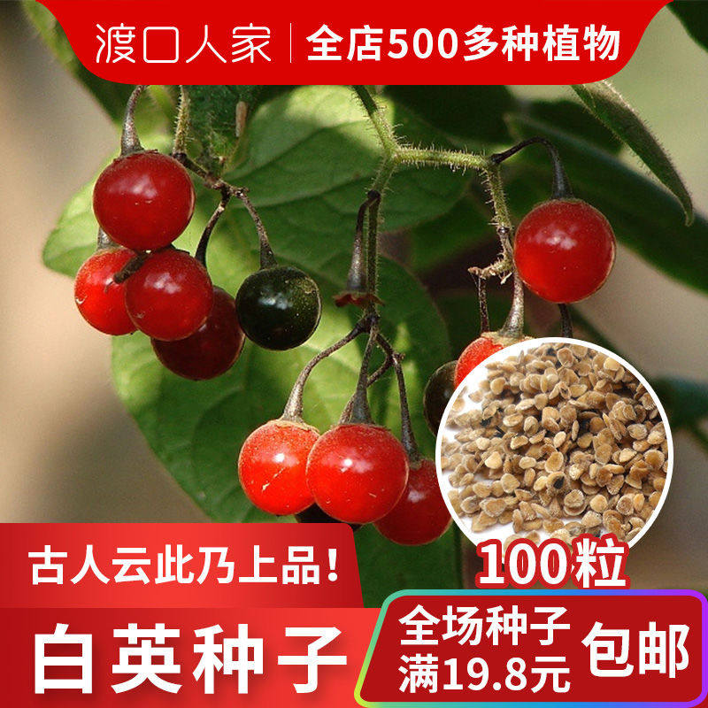 白英100粒草药大全白英草蜀羊泉毛风藤排风草红龙葵白毛藤籽