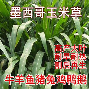 墨西哥玉米草种宽叶玉米草种籽养殖牛羊鱼猪鱼高产大叶畜牧草种子