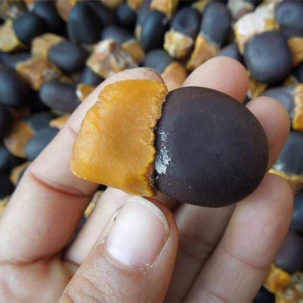 新采收 菩提种子 正宗菩提树种子 金刚菩提树种子 林木种子