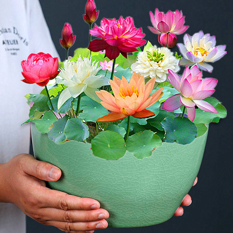 四季碗莲水培植物荷花盆栽花卉观花观叶植物花种四季水生睡莲花籽