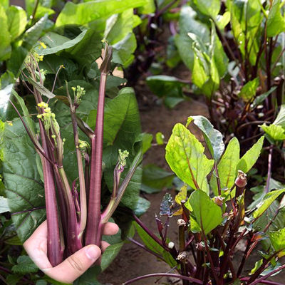 红菜苔种子种籽紫菜苔广东菜心油菜苔四季菜秋季蔬菜孑菜籽甜菜心