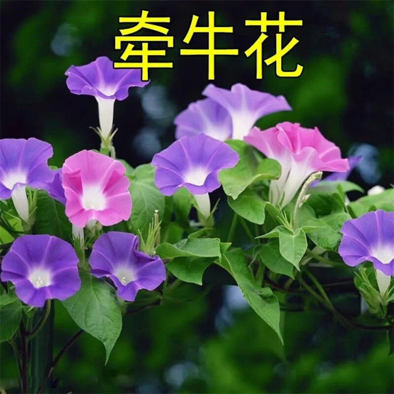 牵牛花种子大喇叭花种子矮牵牛花爬藤花卉种子四季播种盆栽