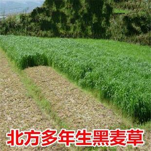 养殖草鱼牛羊四季草种籽喂养畜牧种子牧草草籽夏季饲料鱼草玉米草