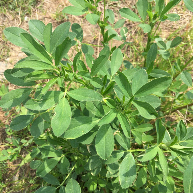 果树林蜜源养地绿肥种子草木犀种子黄花草野苜宿种籽紫花苜蓿种子