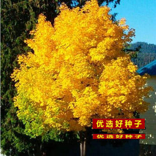 新采林木种子 四季红枫种子 青枫种子五角枫 元宝枫三角枫种子