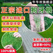 进口狗牙根草皮种子美国四季 青草坪草籽球场庭院护坡不修剪耐践踏