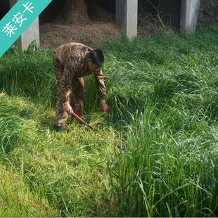 养殖草鱼牛羊四季草种籽喂养畜牧种子牧草草籽夏季饲料鱼草玉米草
