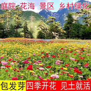 花海种子乡村绿化籽多年生野花组合花种子四季室外易活格桑花草花