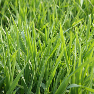 小麦种籽种子孑盆栽草种水培猫草种籽土培芽苗菜菜籽